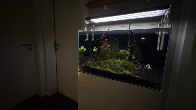 Aquarienlandschaft mit Wasserpflanzen und Felsen in dunkler Umgebung.