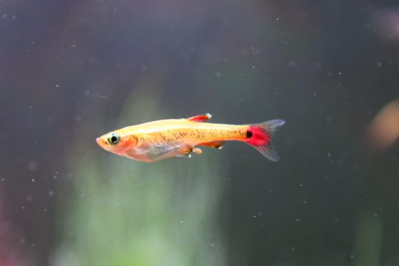 Ein kleiner, gelb-orangefarbener Fisch mit roten Flossen schwimmt im Wasser.