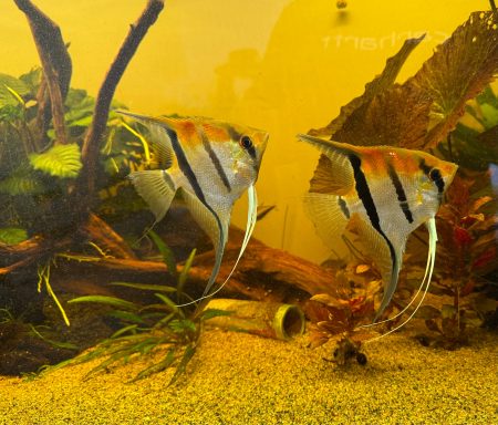 Zwei Skalare schwimmen im klaren Wasser eines Biorhythmen-Aquariums.