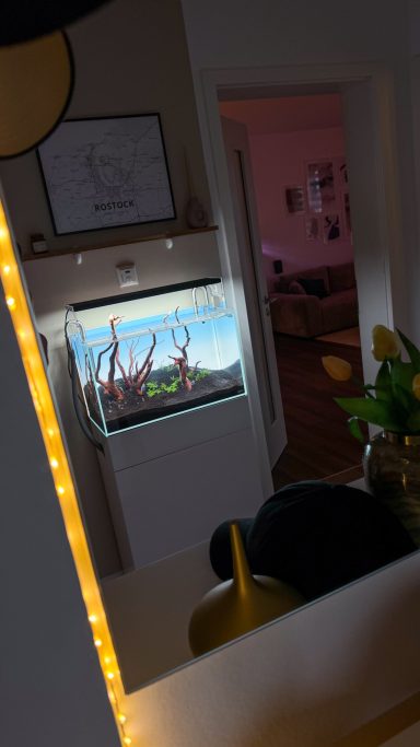 Aquarium mit bunten Pflanzen, sanft beleuchtet, in einem gemütlichen Wohnraum.