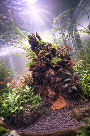 Aquarium mit Wurzel, Pflanzen und sanfter Beleuchtung im Hintergrund.