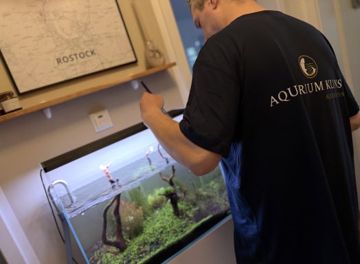 Mann pflegt ein Aquarium mit Pflanzen und Fischen in einem hellen Raum.