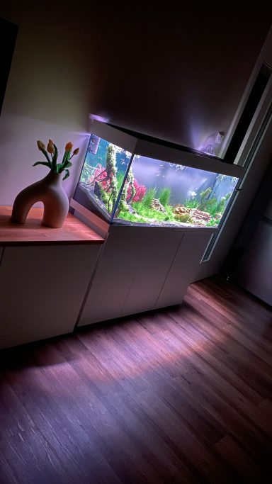 Ein beleuchtetes Aquarium mit bunten Fischen und Pflanzen, in einem dunklen Raum.