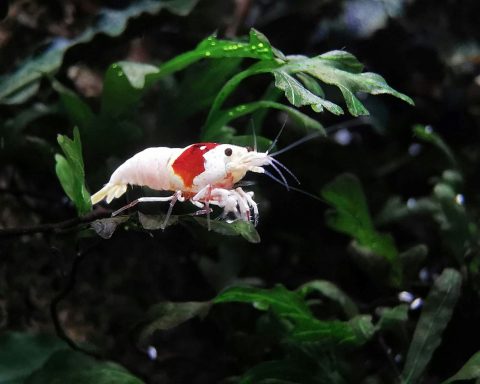 Roter Zwerggarnelen auf grünen Pflanzen im Aquarium schwimmend.