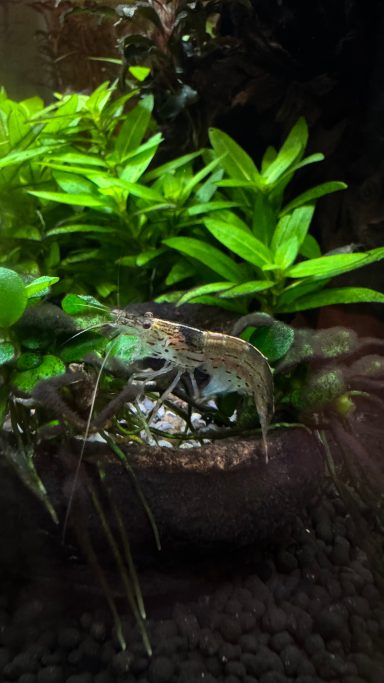 Garnelen schwimmen zwischen grünen Pflanzen in einem Aquarienumfeld.