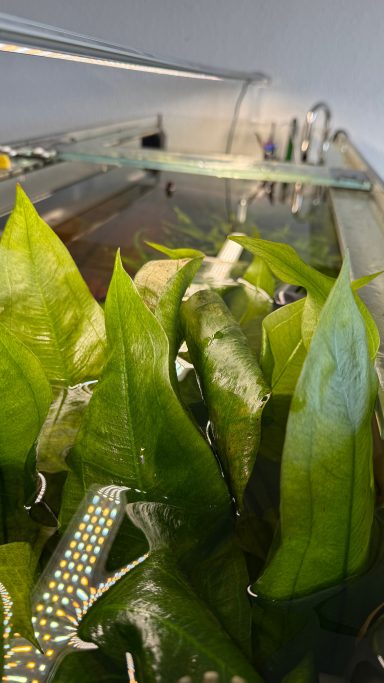 Grüne Wasserpflanzen in einem Aquarium, teils unter Wasser.
