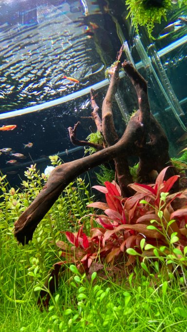 Aquarium mit bunten Pflanzen, Wurzeln und schwimmenden Fischen.