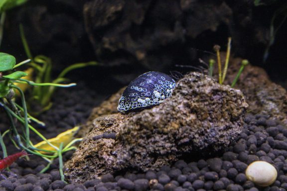 Stein im Aquarium, umgeben von Pflanzen und Kies.