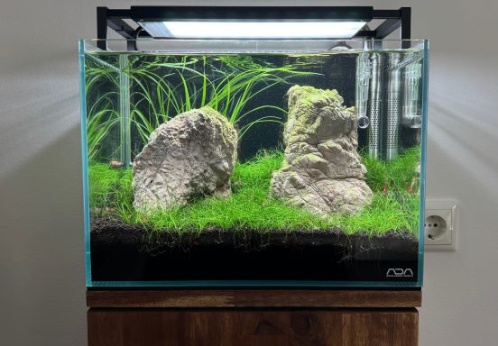 Aquarium mit grünen Pflanzen und zwei großen Steinen im Vordergrund.